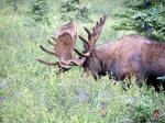 Tundra Wilderness Tour